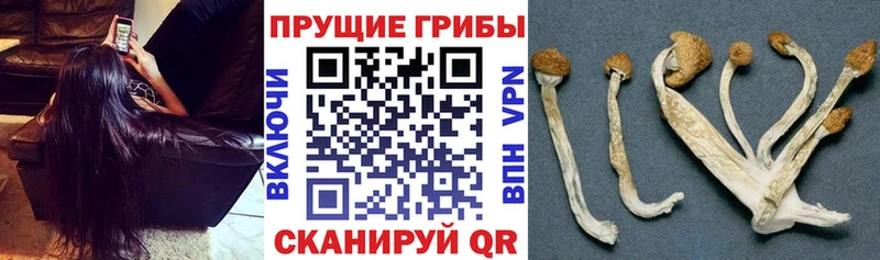 Псилоцибиновые грибы мицелий  Купить  Горно-Алтайск 